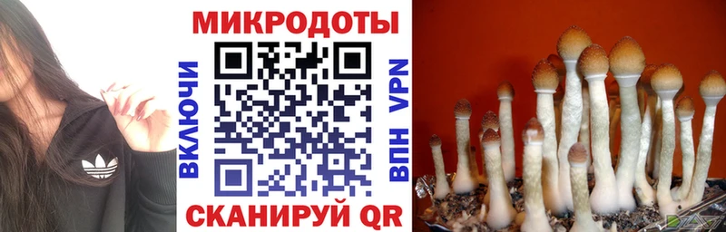 Галлюциногенные грибы Psilocybine cubensis Жигулёвск
